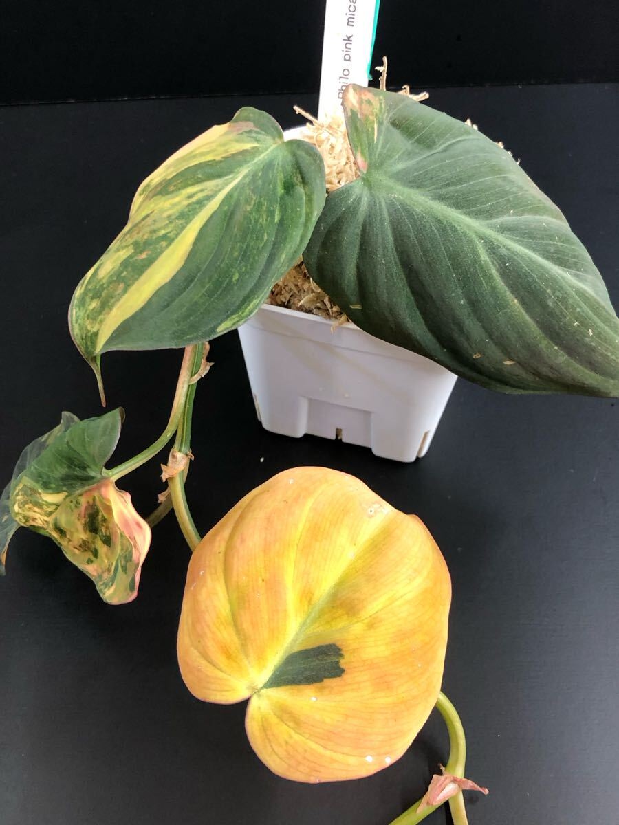 1037313】Philodendron micans pink variegated 1037313】Philodendron micans pink variegated