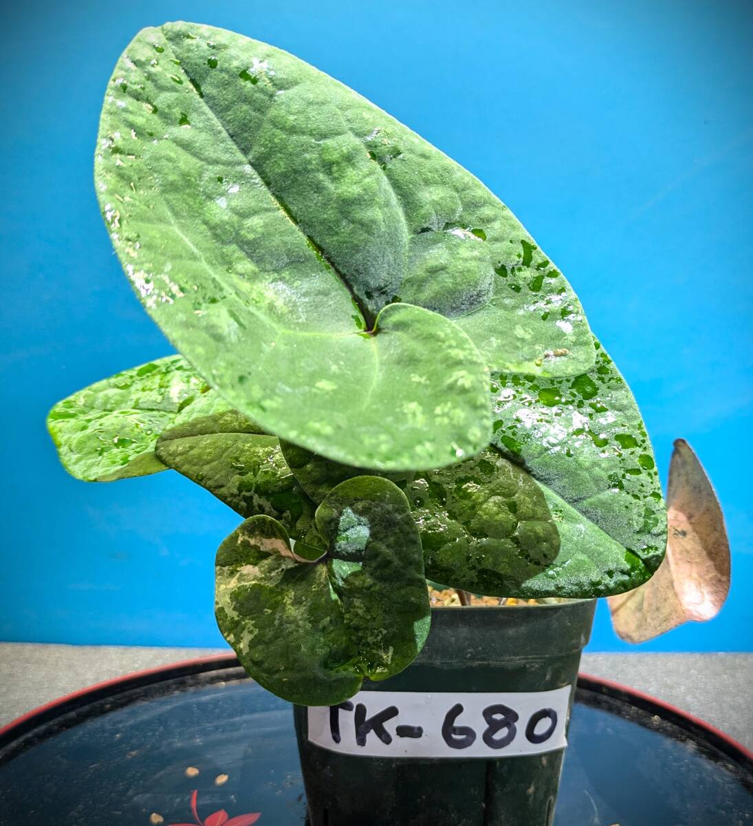 ▲▽夢道園の／タイリンカンアオ・雲海模様■福岡産■山野草■苔、コケ■盆栽■TＫ-680△▼_画像1