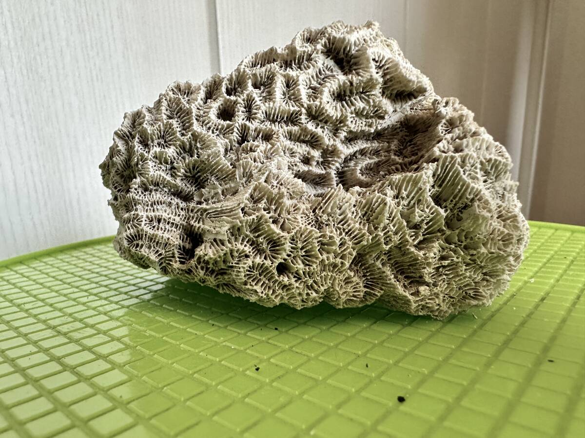 水槽用サンゴ礁 白珊瑚 熱帯魚アクアリウム 海水魚 珊瑚礁 飾り 水槽用サンゴ礁 白珊瑚 熱帯魚アクアリウム 海水魚 珊瑚礁 飾り