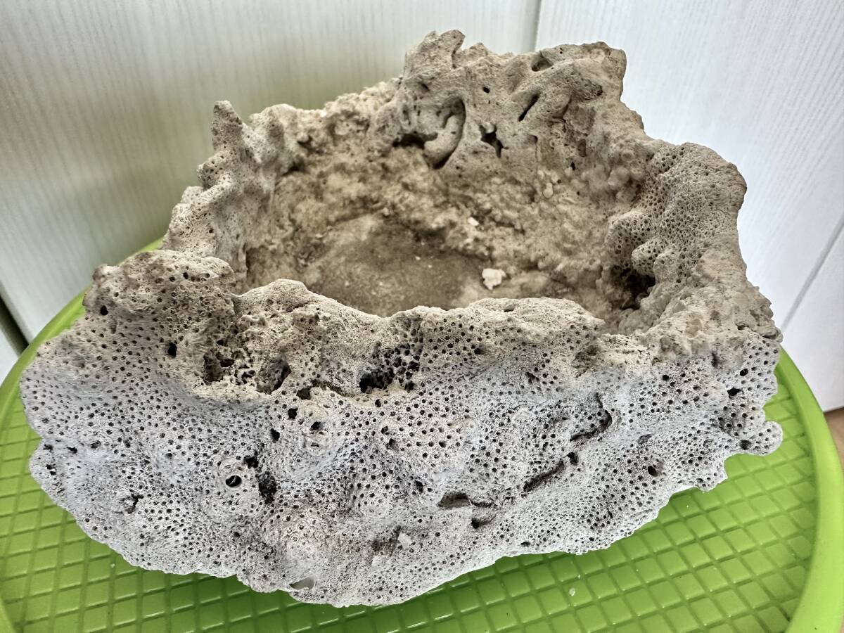 熱帯魚アクアリウム 珊瑚礁 海水魚 水槽用サンゴ礁 白珊瑚 飾り 熱帯魚アクアリウム 珊瑚礁 海水魚 水槽用サンゴ礁 白珊瑚 飾り