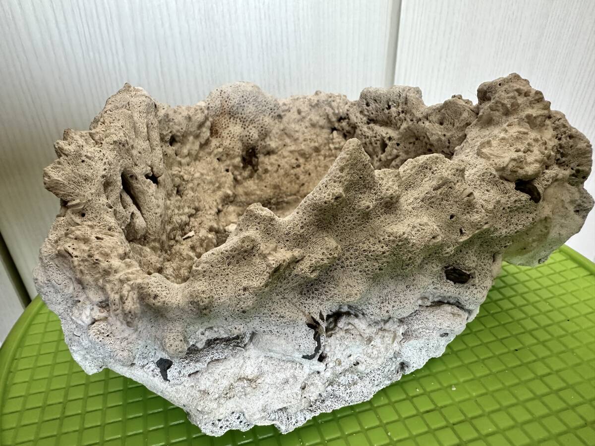 熱帯魚アクアリウム 珊瑚礁 海水魚 水槽用サンゴ礁 白珊瑚 飾り 熱帯魚アクアリウム 珊瑚礁 海水魚 水槽用サンゴ礁 白珊瑚 飾り