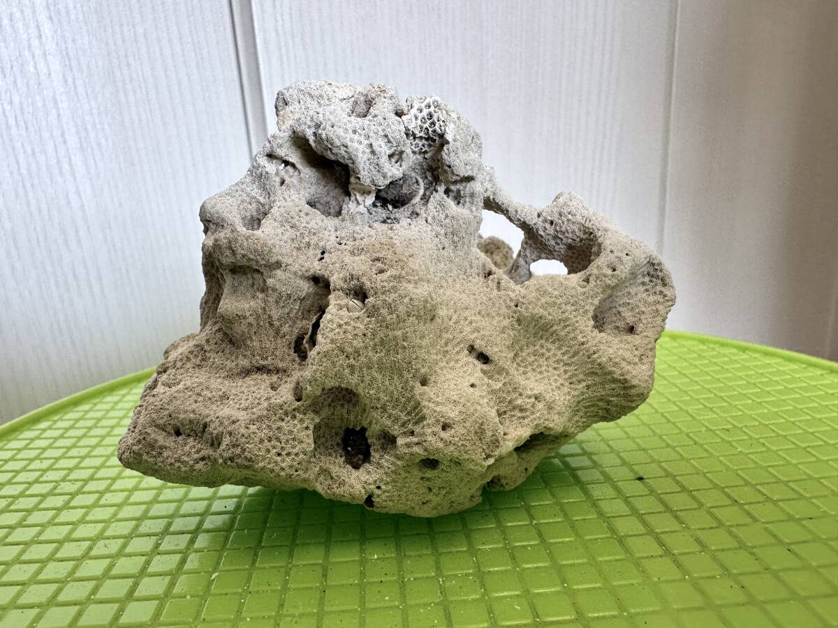 珊瑚 珊瑚礁 海水魚 水槽用サンゴ礁 白珊瑚 熱帯魚アクアリウム 珊瑚 珊瑚礁 海水魚 水槽用サンゴ礁 白珊瑚 熱帯魚アクアリウム