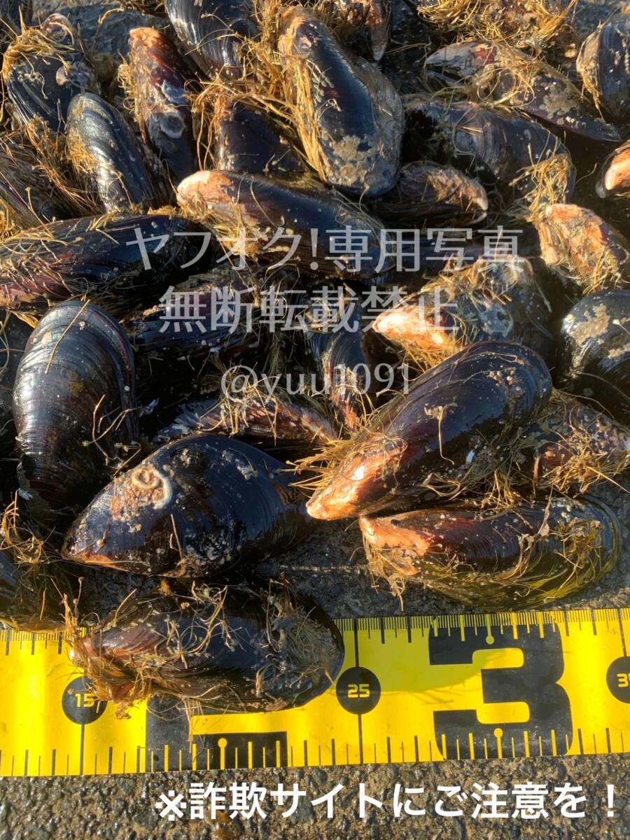 ★希少★ 活き石鯛餌 瀬戸貝 かぶせ釣り カラス貝 セトガイ 30個送料込み Yahoo!オークション - 希少 活き石鯛餌 瀬戸貝 かぶせ釣り