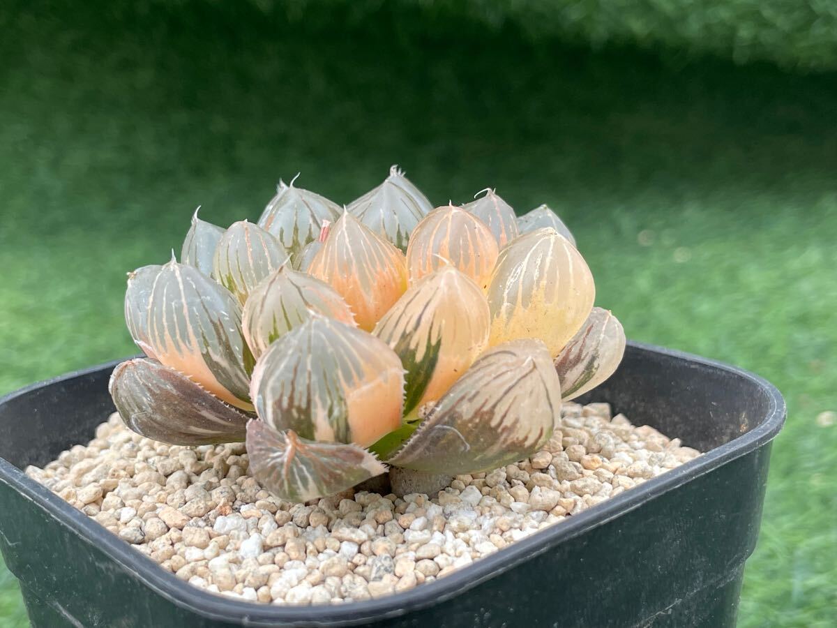 多肉植物 ハオルチア OM オブツーサ錦(観葉植物)|売買された 多肉植物 ハオルチア OM オブツーサ錦(観葉植物)|売買された