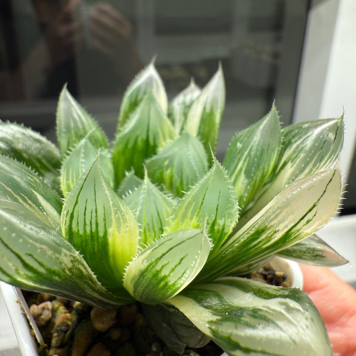 多肉植物 ハオルチア 自宅実生オブツーサ錦 未繁殖苗 大型種見 多肉植物 ハオルチア 自宅実生オブツーサ錦 未繁殖苗 大型種見