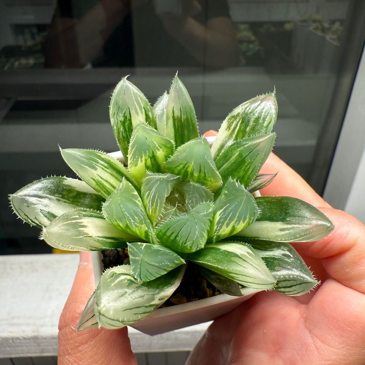 多肉植物 ハオルチア 自宅実生オブツーサ錦 未繁殖苗 大型種見 多肉植物 ハオルチア 自宅実生オブツーサ錦 未繁殖苗 大型種見