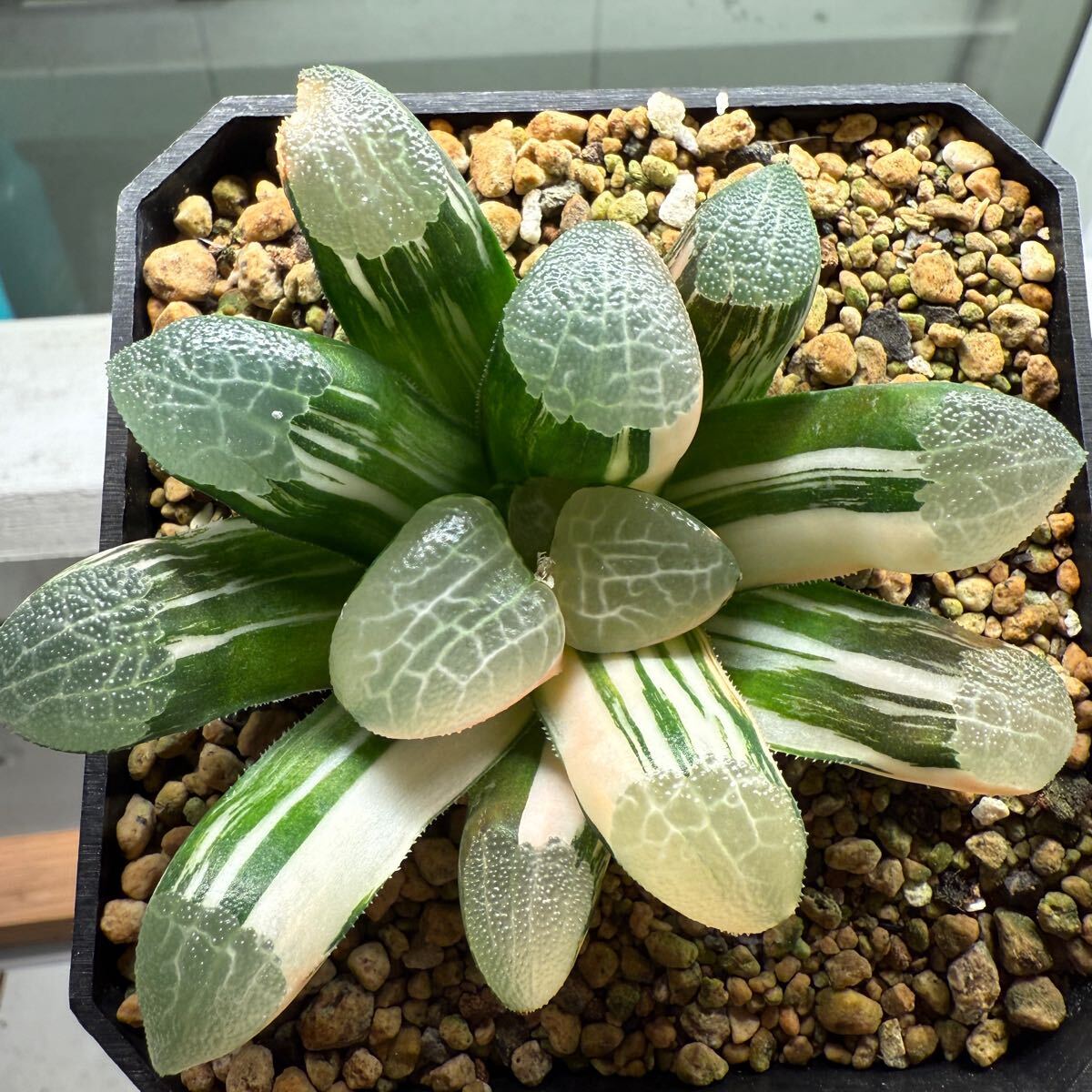 多肉植物 ハオルチア 美紋コレクタ錦 極上斑 10cm鉢(サボテン 多肉植物 ハオルチア 美紋コレクタ錦 極上斑 10cm鉢(サボテン