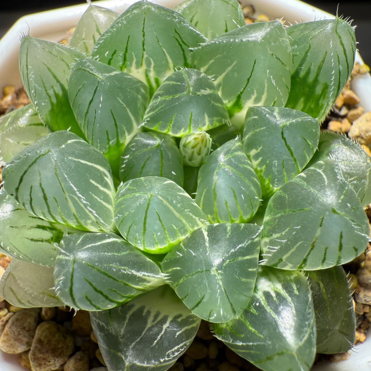 多肉植物 ハオルチア 自宅実生オブツーサ錦 未繁殖苗 すぐ交配 多肉植物 ハオルチア 自宅実生オブツーサ錦 未繁殖苗 すぐ交配