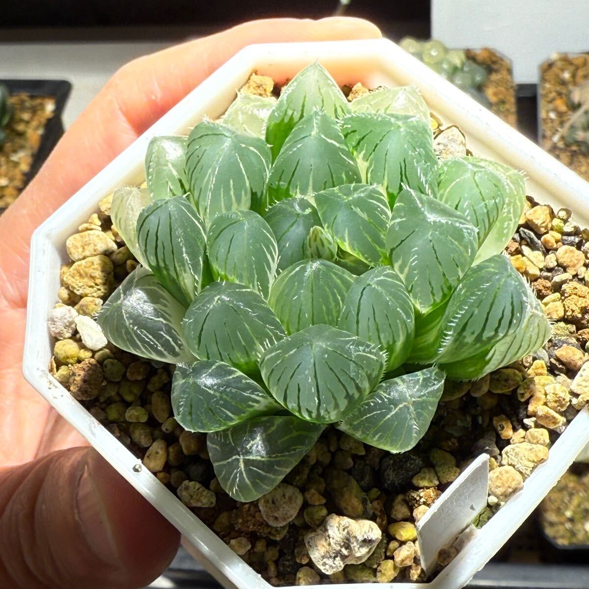 多肉植物 ハオルチア 自宅実生オブツーサ錦 未繁殖苗 すぐ交配 多肉植物 ハオルチア 自宅実生オブツーサ錦 未繁殖苗 すぐ交配