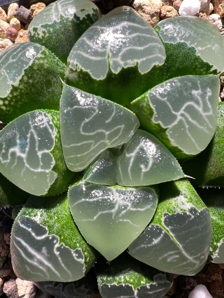 多肉植物 ハオルチア 自宅実生sp011 葉挿し苗 珍しい美紋 初出品 多肉植物 ハオルチア 自宅実生sp011 葉挿し苗 珍しい美紋 初出品
