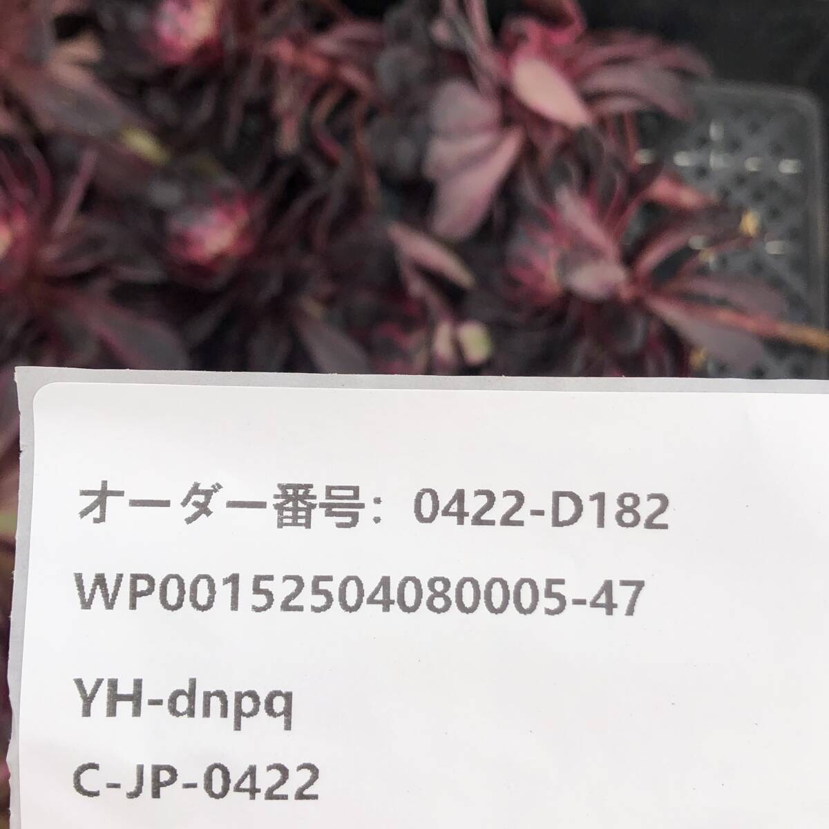 アエオニウム24個 0422-D182 マリド錦 主頭カット苗 多肉植物 アエオニウム24個 0422-D182 マリド錦 主頭カット苗 多肉植物