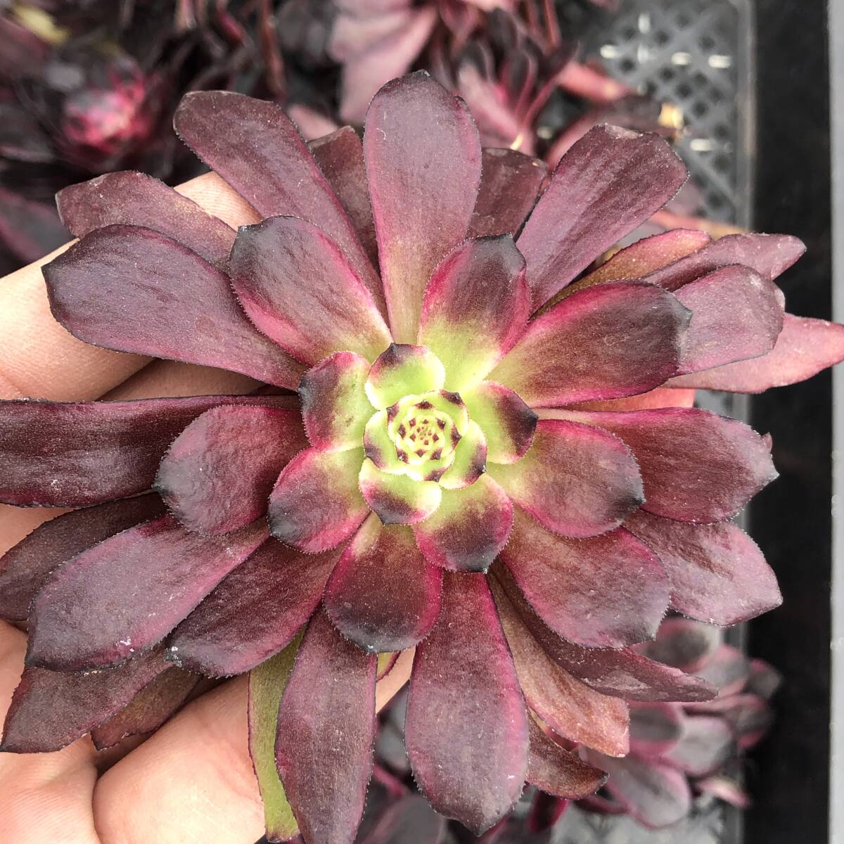 アエオニウム24個 0422-D182 マリド錦 主頭カット苗 多肉植物 アエオニウム24個 0422-D182 マリド錦 主頭カット苗 多肉植物