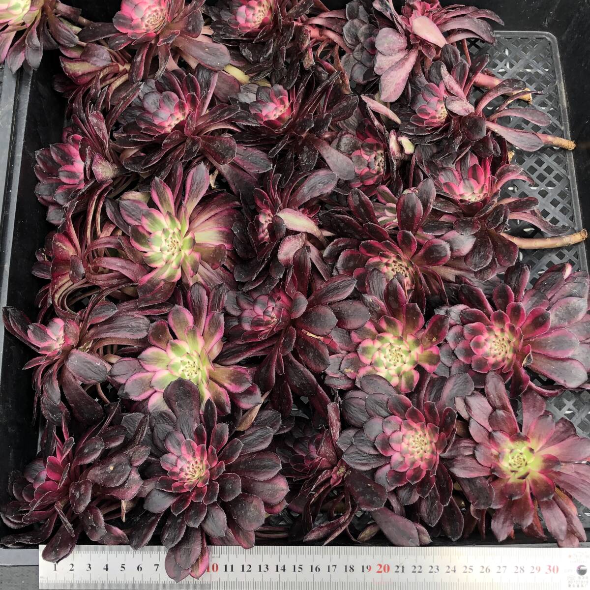アエオニウム24個 0422-D182 マリド錦 主頭カット苗 多肉植物 アエオニウム24個 0422-D182 マリド錦 主頭カット苗 多肉植物