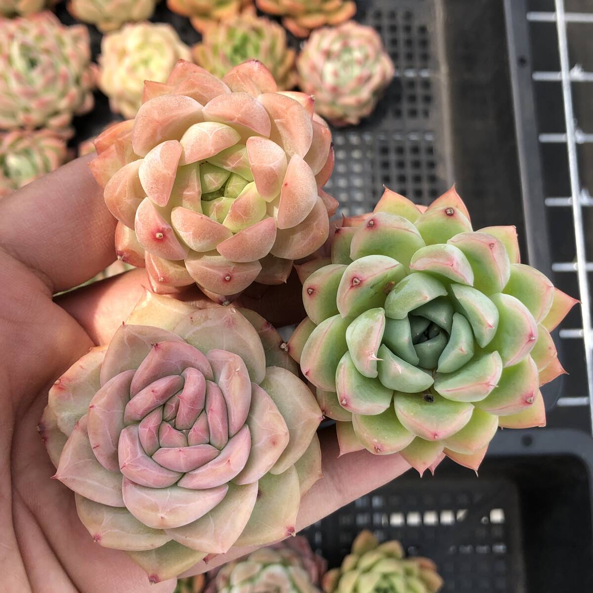 エケベリア20個 0421K-O002 ミックス苗 多肉植物 カット苗 寄 エケベリア20個 0421K-O002 ミックス苗 多肉植物 カット苗 寄