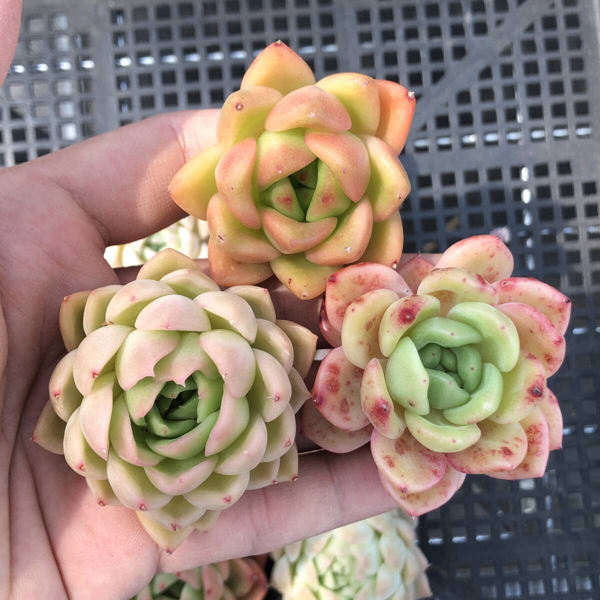 エケベリア20個 0421K-O025 ミックス苗 多肉植物 カット苗 寄 エケベリア20個 0421K-O025 ミックス苗 多肉植物 カット苗 寄