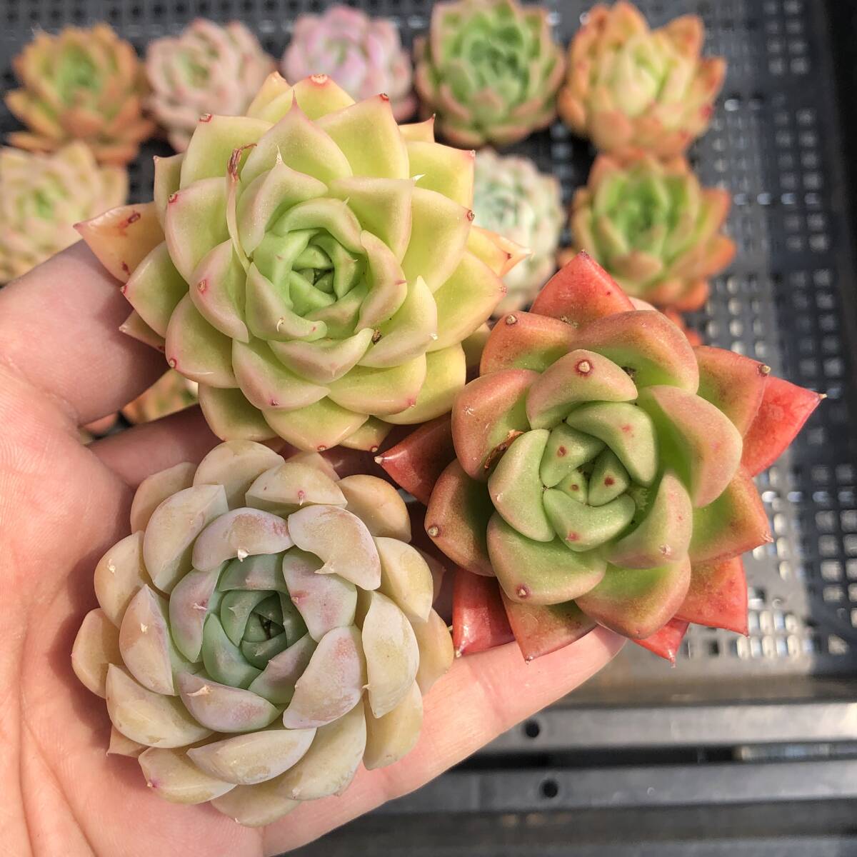 エケベリア20個 0421K-O034 ミックス苗 多肉植物 カット苗 寄 エケベリア20個 0421K-O034 ミックス苗 多肉植物 カット苗 寄