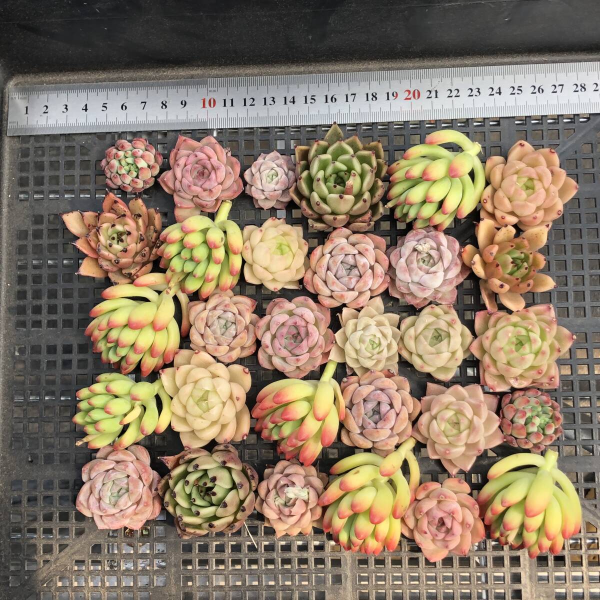 エケベリア30個 0421K-O054 ミックス苗 多肉植物 カット苗 寄 エケベリア30個 0421K-O054 ミックス苗 多肉植物 カット苗 寄