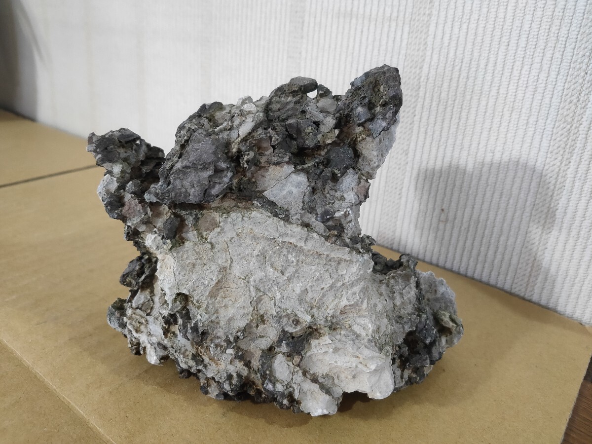 揖斐川龍眼石 水石 盆石 石付き盆栽 水槽水石(鉢)|売買された 揖斐川龍眼石 水石 盆石 石付き盆栽 水槽水石(鉢)|売買された
