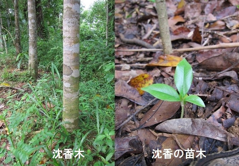 ベトナム産お香【無添加手作り高級天然沈香】30g→35gに増量 ベトナム産お香【無添加手作り高級天然沈香】30g→35gに増量