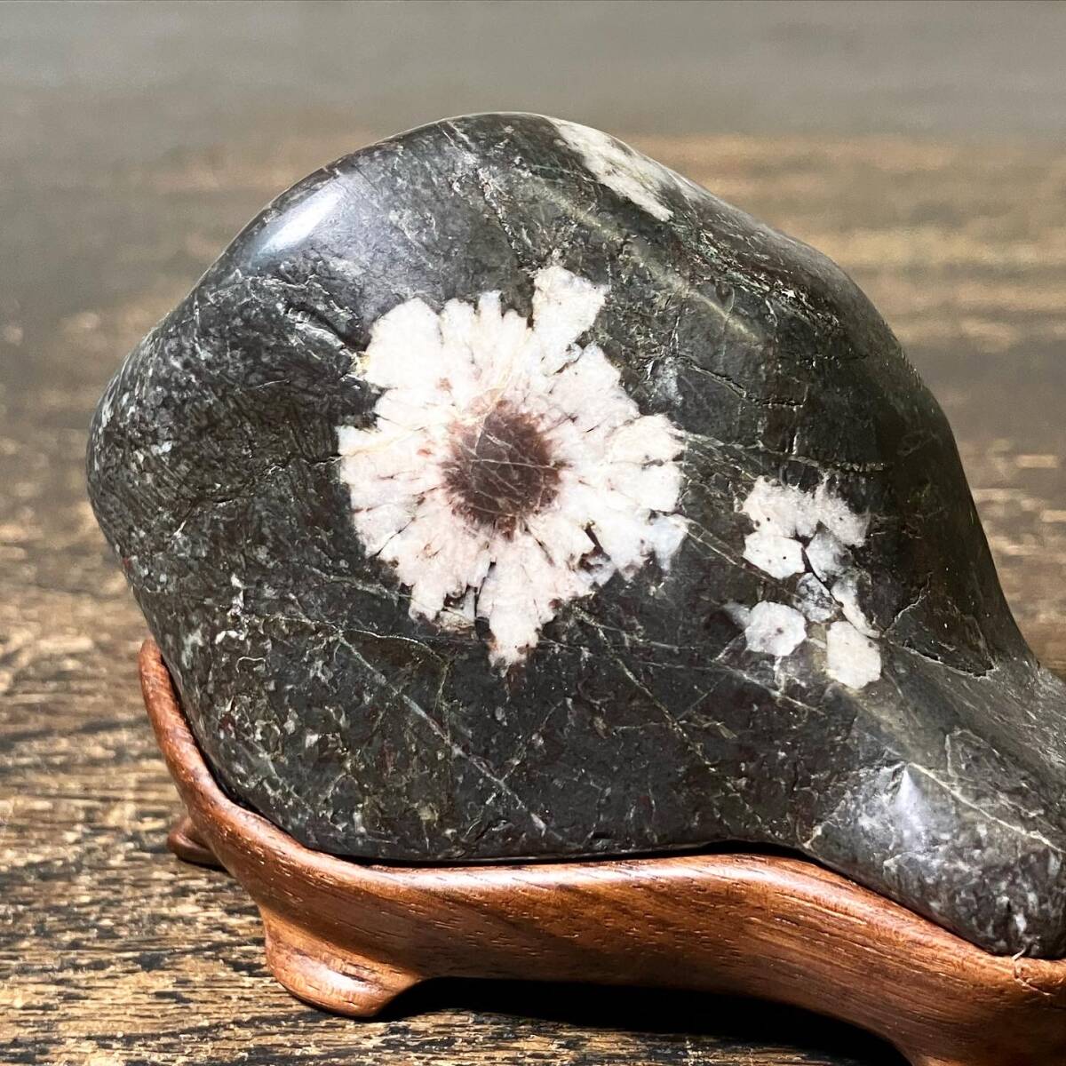 京都⑥ 整理品19 鑑賞石 菊花石 天然石 盆石 唐木台付 高さ:6.5 京都⑥ 整理品19 鑑賞石 菊花石 天然石 盆石 唐木台付 高さ:6.5