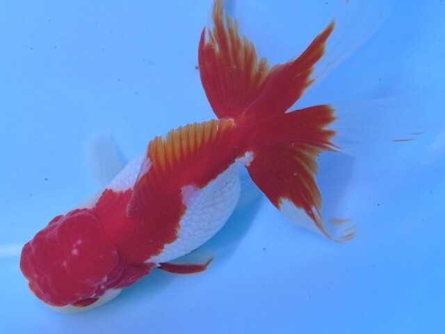 福嘉金魚 動画あり!極上! 更紗オランダ獅子頭 OS-10 ④-1 飯田 福嘉金魚 動画あり!極上! 更紗オランダ獅子頭 OS-10 ④-1 飯田