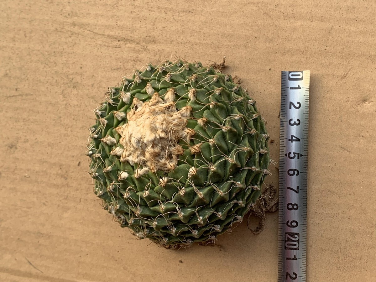 AA33多肉植物 サボテン 帝冠 オブレゴニア 良型株 4苗セット AA33多肉植物 サボテン 帝冠 オブレゴニア 良型株 4苗セット