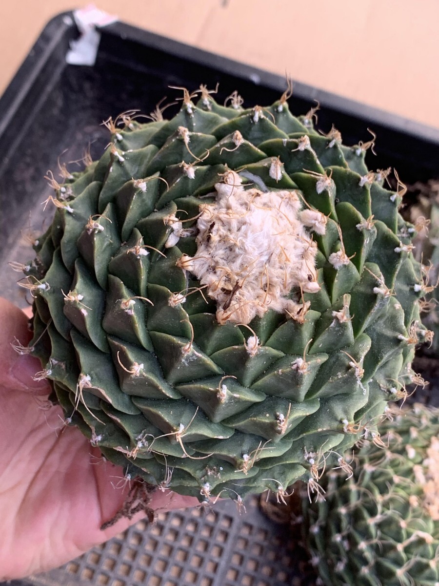 AA33多肉植物 サボテン 帝冠 オブレゴニア 良型株 4苗セット AA33多肉植物 サボテン 帝冠 オブレゴニア 良型株 4苗セット