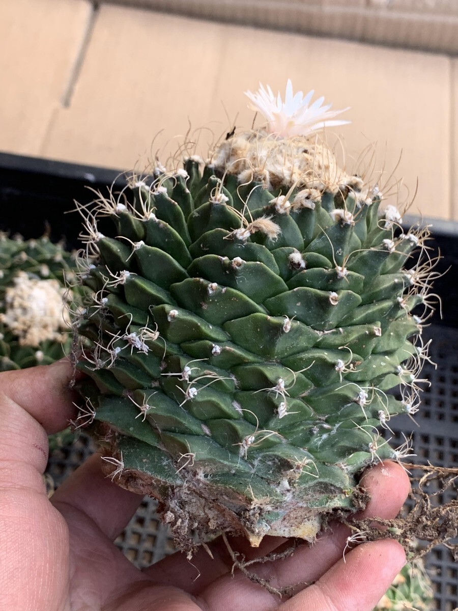 AA33多肉植物 サボテン 帝冠 オブレゴニア 良型株 4苗セット AA33多肉植物 サボテン 帝冠 オブレゴニア 良型株 4苗セット