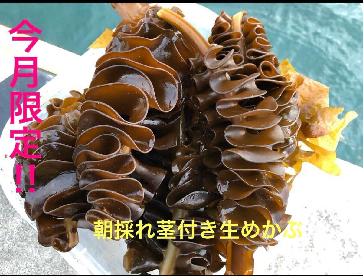 好評品　送料込み　朝採れ直送　この時期限定　生めかぶ　6kg（嬉しい茎付き）