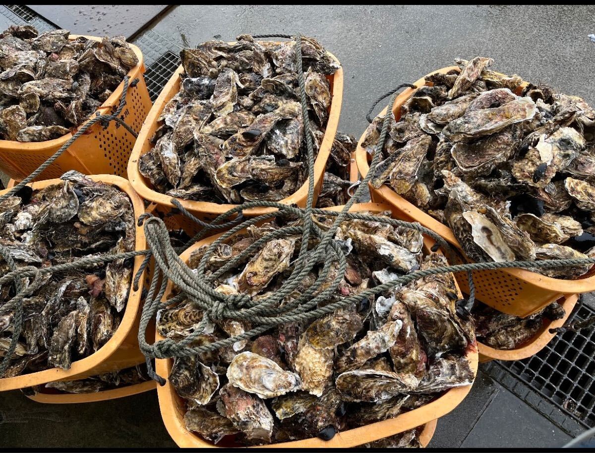 東北有數生牡蠣の名産地　南三陸志津川産　生食用　殻付き真牡蠣箱込み10kg（1kgあたり5?7個前后）