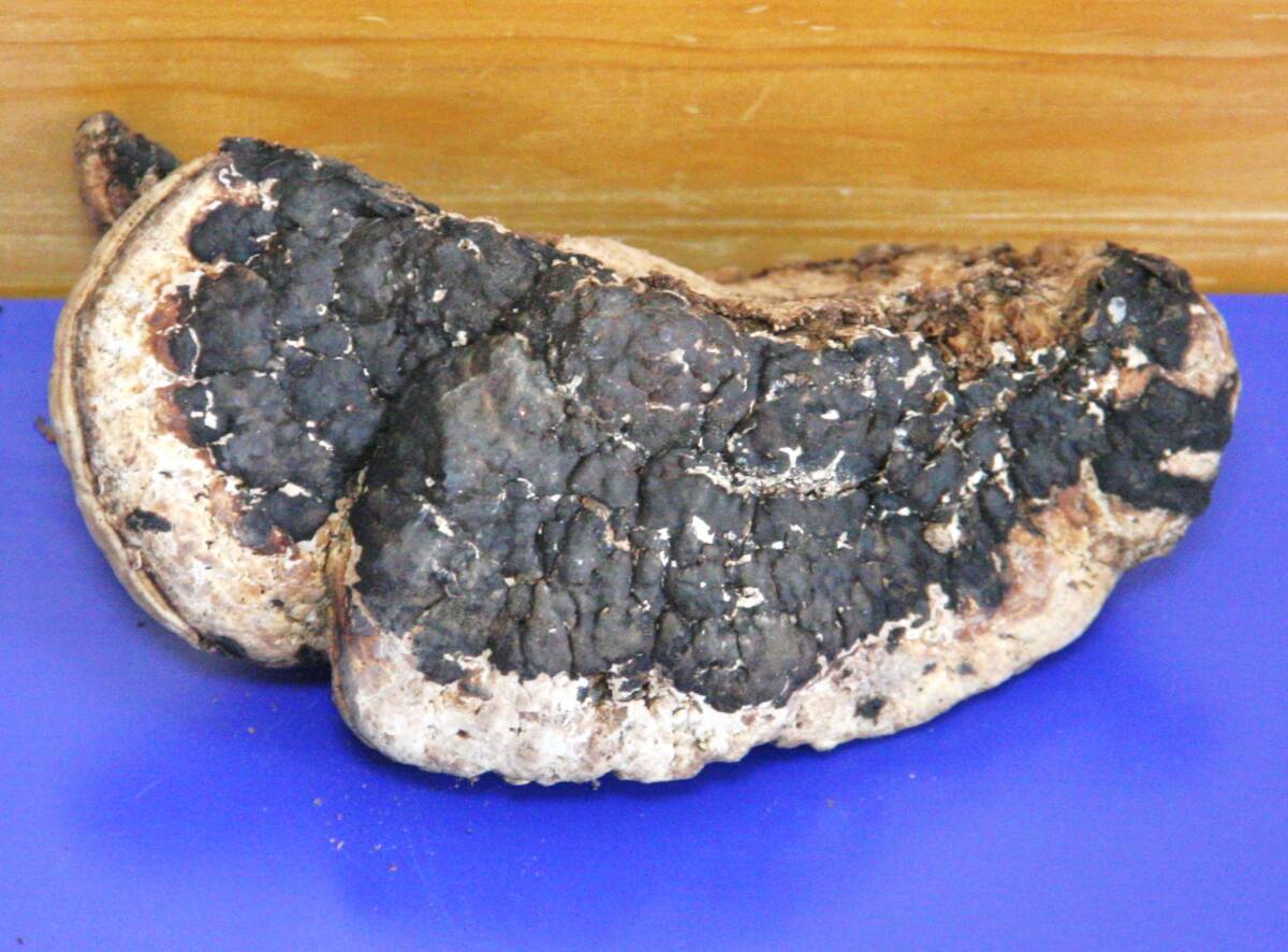 サルノコシカケ 天然 さるのこしかけ 乾燥 猿の腰掛(科学、自然 サルノコシカケ 天然 さるのこしかけ 乾燥 猿の腰掛(科学、自然