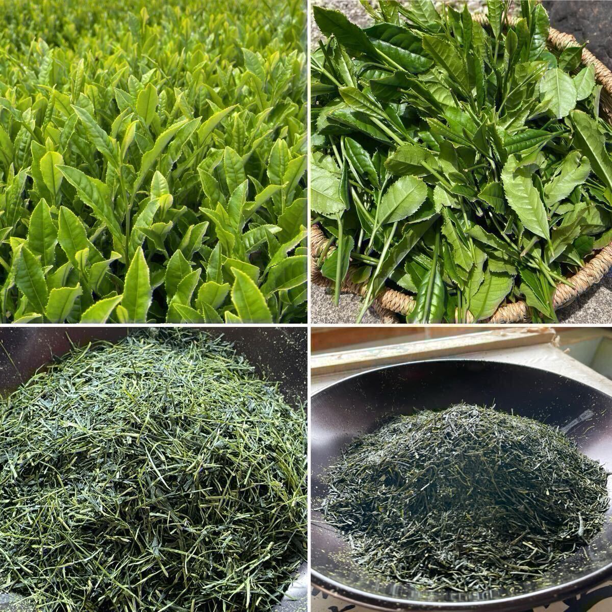 狭山茶】茶畑直販 煎茶1袋(令6産)2 5kg一番茶100% 深蒸し茶 狭山茶】茶畑直販 煎茶1袋(令6産)2 5kg一番茶100% 深蒸し茶