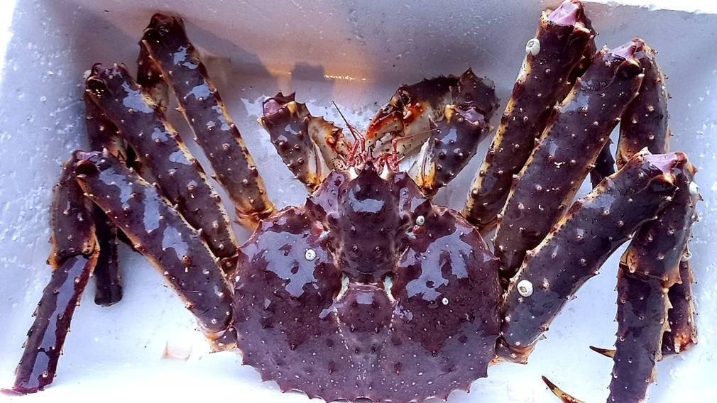 北海 北の味】！！BIGサイズ！！【活・堅蟹】北海道産 活本