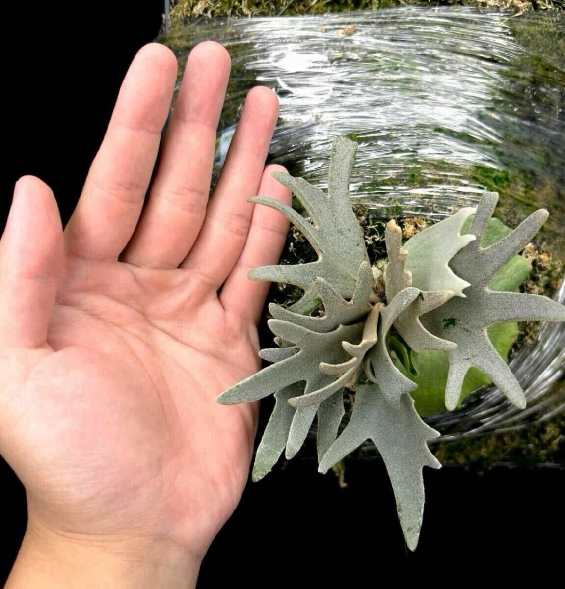 P.willinckii Linea 流線 (HHR) (P.willinckii Sliver Mutate P.willinckii Linea 流線 (HHR) (P.willinckii Sliver Mutate