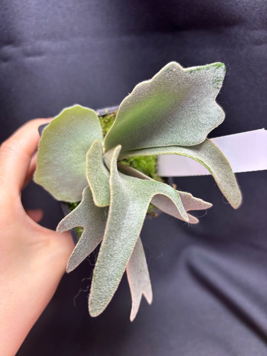 Yellow moon dwarf】P.Willinckii Yellow moon dwarf (Mr. yot Yellow moon dwarf】P.Willinckii Yellow moon dwarf (Mr. yot