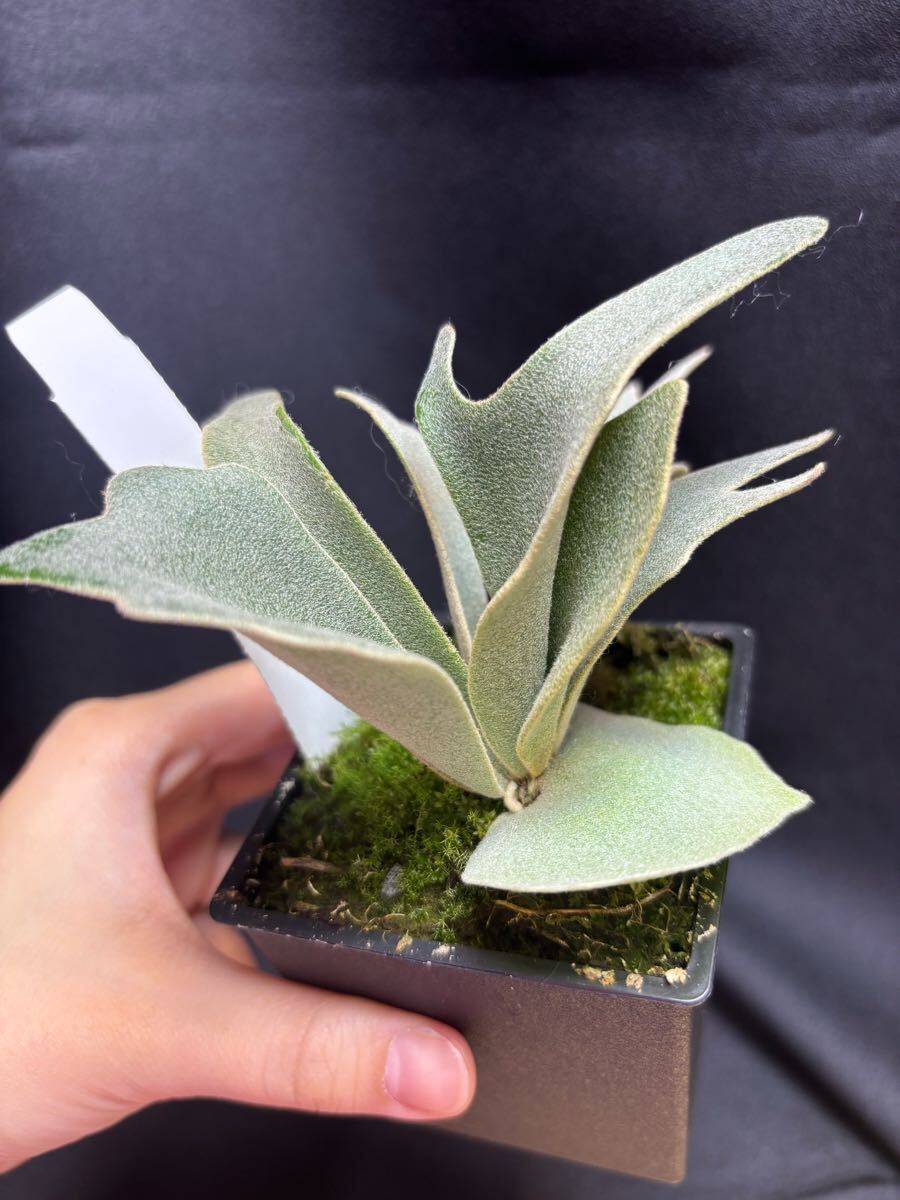 Yellow moon dwarf】P.Willinckii Yellow moon dwarf (Mr. yot Yellow moon dwarf】P.Willinckii Yellow moon dwarf (Mr. yot