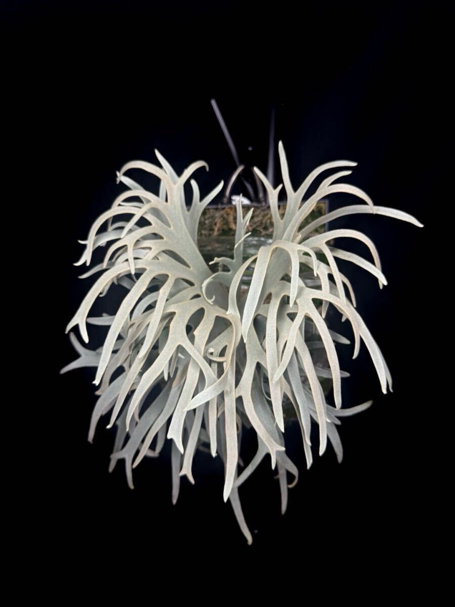 Blue queen dwarf】P. willinckii Blue Queen spore dwarf Blue queen dwarf】P. willinckii Blue Queen spore dwarf