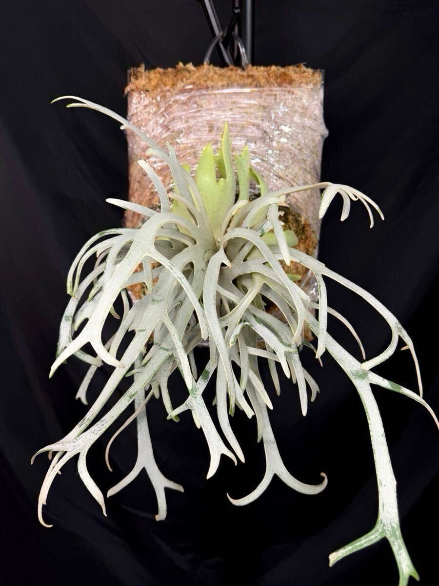 P.willinckii Linea 流線 (HHR) (P.willinckii Sliver Mutate P.willinckii Linea 流線 (HHR) (P.willinckii Sliver Mutate