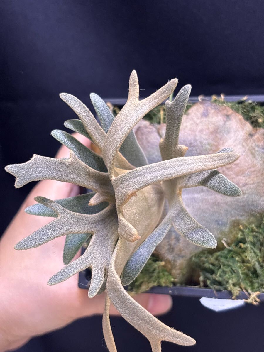 P.willinckii Linea 流線 (HHR) (P.willinckii Sliver Mutate P.willinckii Linea 流線 (HHR) (P.willinckii Sliver Mutate
