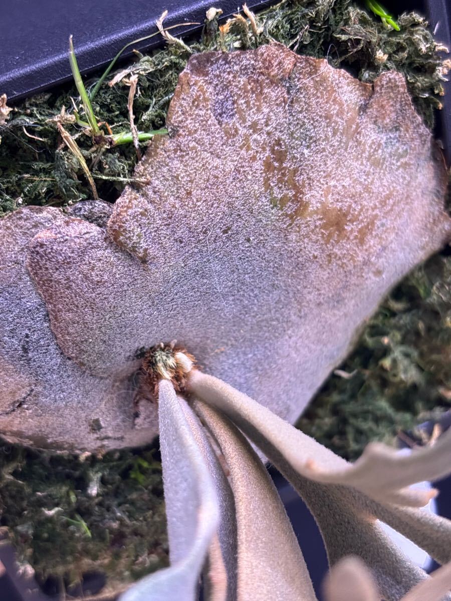 P.willinckii Linea 流線 (HHR) (P.willinckii Sliver Mutate P.willinckii Linea 流線 (HHR) (P.willinckii Sliver Mutate