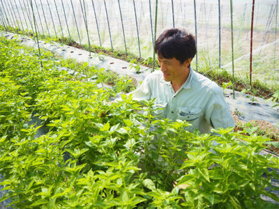 自然栽培 たくあん漬け(100g)★無添加・無化学調味料★無肥料・無農薬の大根★天日干し★乳酸発酵のプロが日本の古式製法で漬け込みました