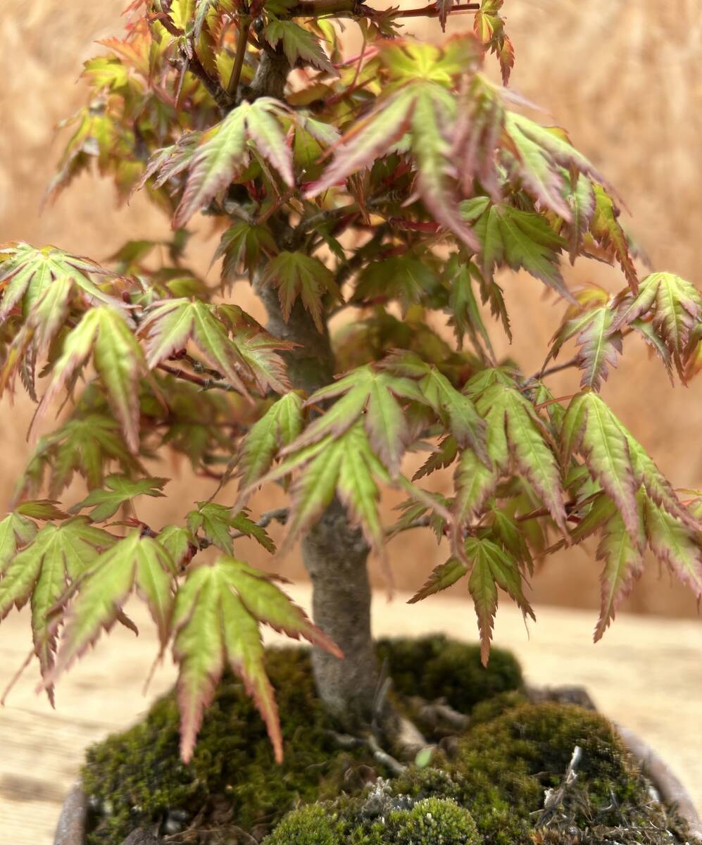 item_image_5