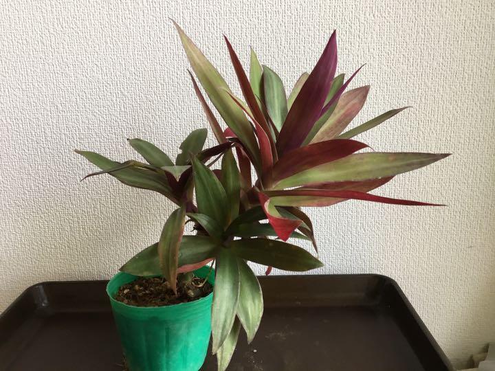 ★元?dú)荬圣啷楗单猊却笾辏ㄗ先f年青）抜き苗発送　観葉植物★即決