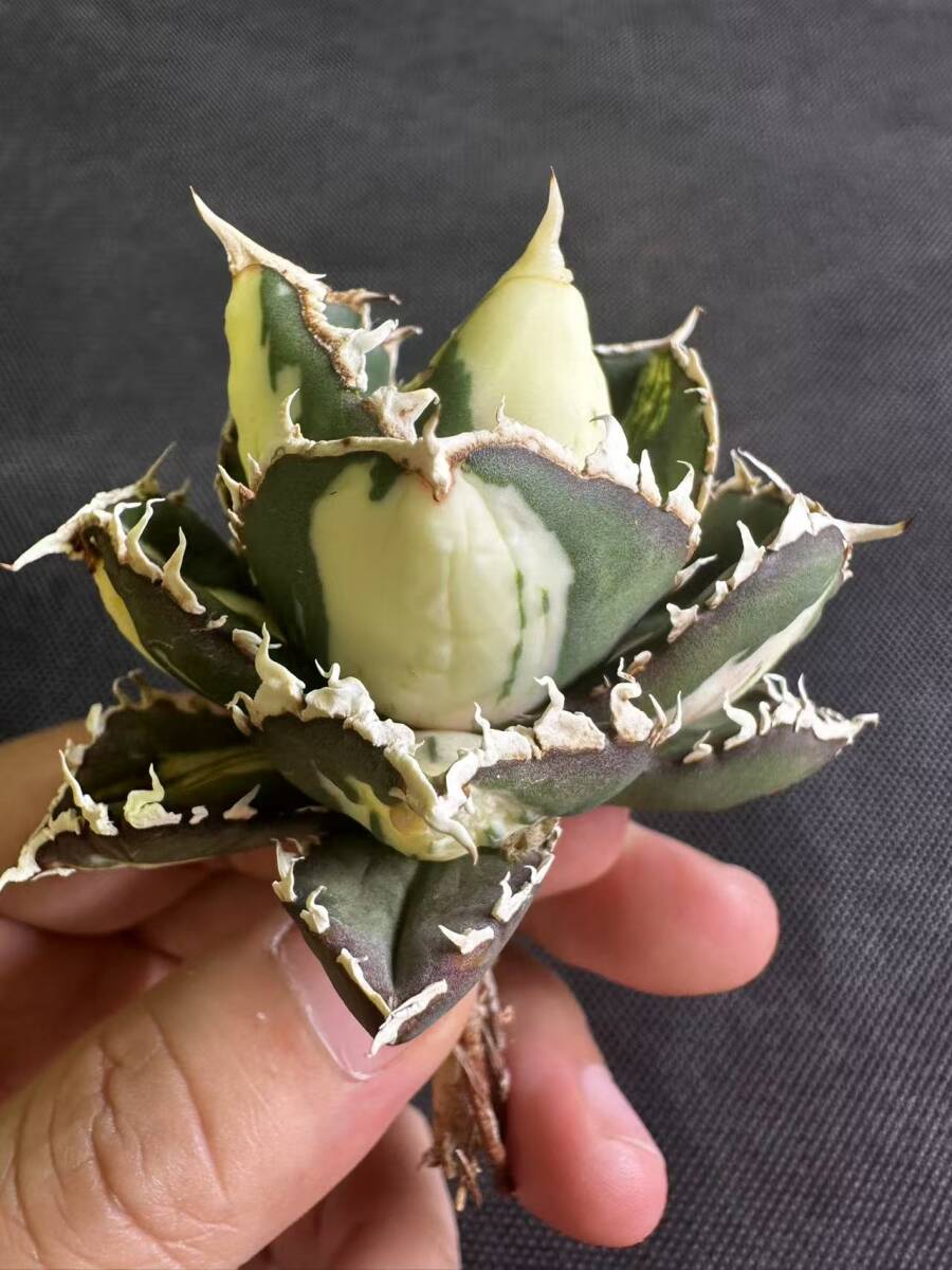 C10多肉植物 SSS級 アガベ チタノタ 狼人錦 斑入り 白中斑錦 C10多肉植物 SSS級 アガベ チタノタ 狼人錦 斑入り 白中斑錦