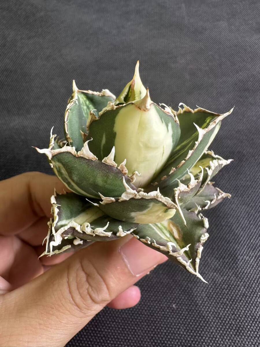 C10多肉植物 SSS級 アガベ チタノタ 狼人錦 斑入り 白中斑錦