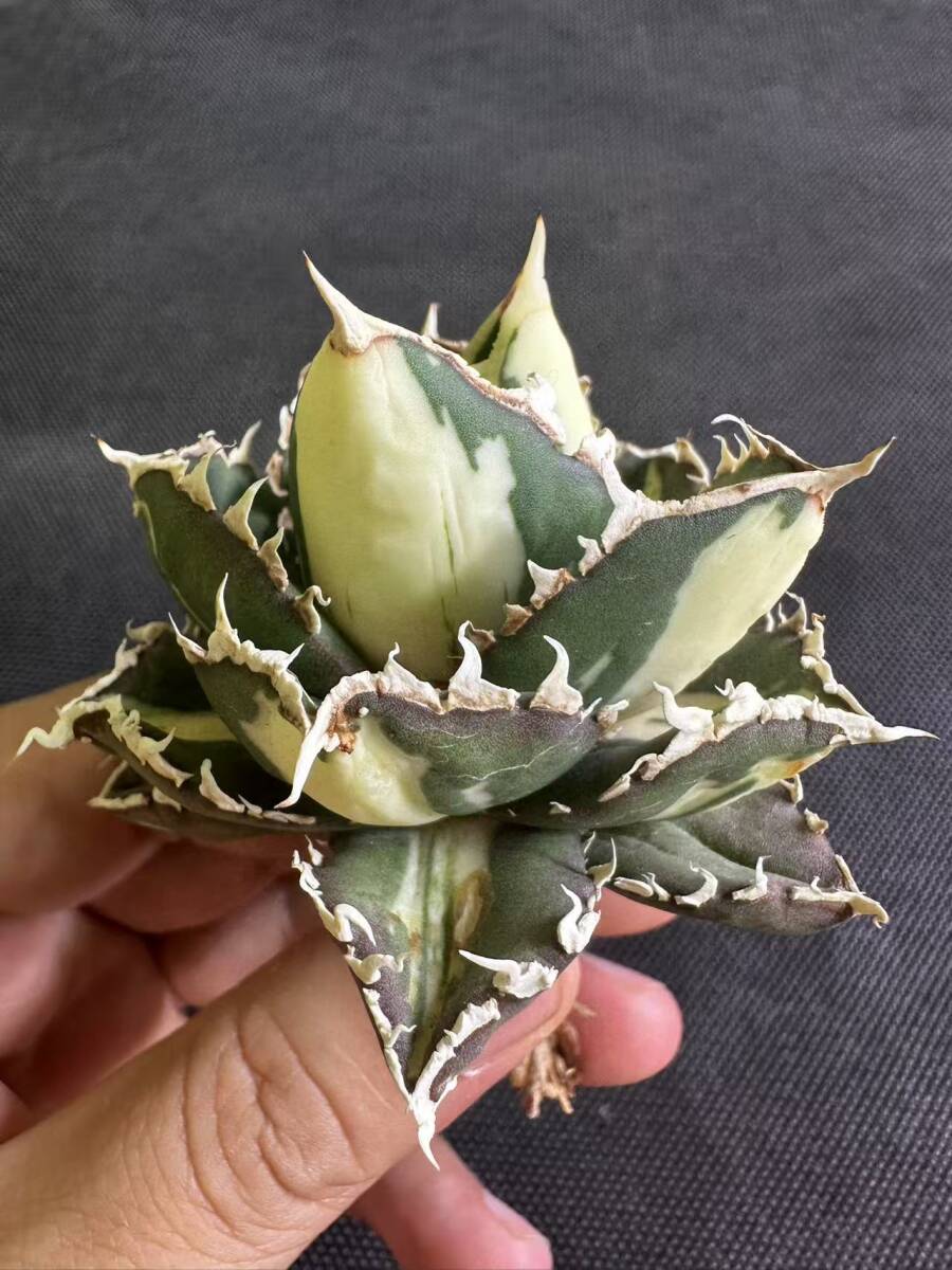 C10多肉植物 SSS級 アガベ チタノタ 狼人錦 斑入り 白中斑錦 C10多肉植物 SSS級 アガベ チタノタ 狼人錦 斑入り 白中斑錦