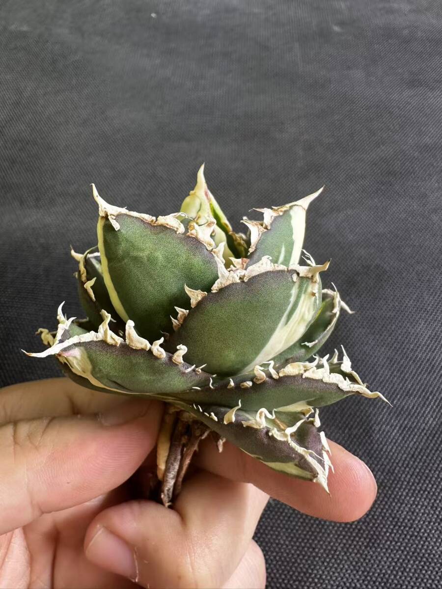 C10多肉植物 SSS級 アガベ チタノタ 狼人錦 斑入り 白中斑錦