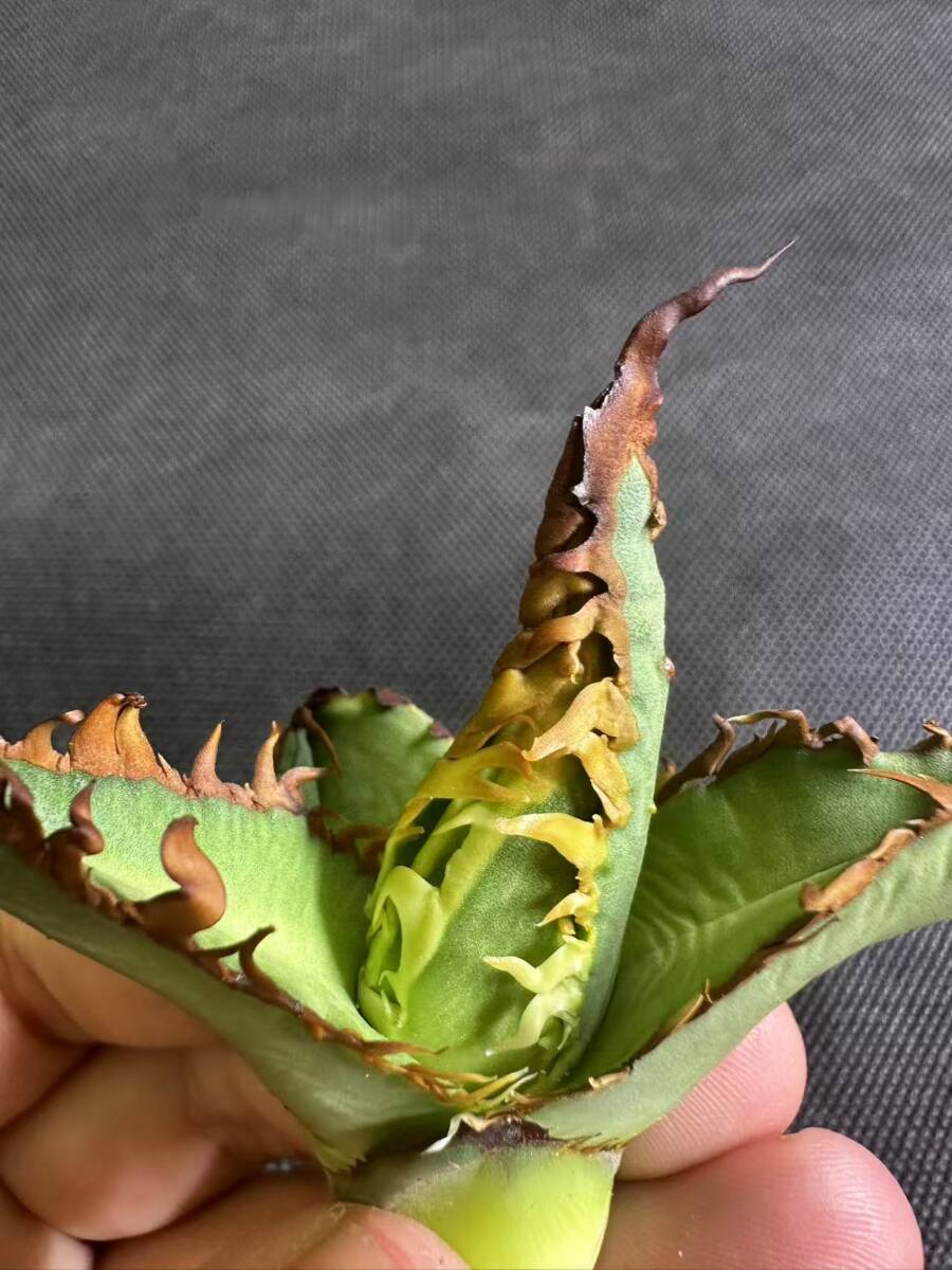 C12【新品】 多肉植物アガベ チタノタ オアハカ実生 超強鋸歯 C12【新品】 多肉植物アガベ チタノタ オアハカ実生 超強鋸歯