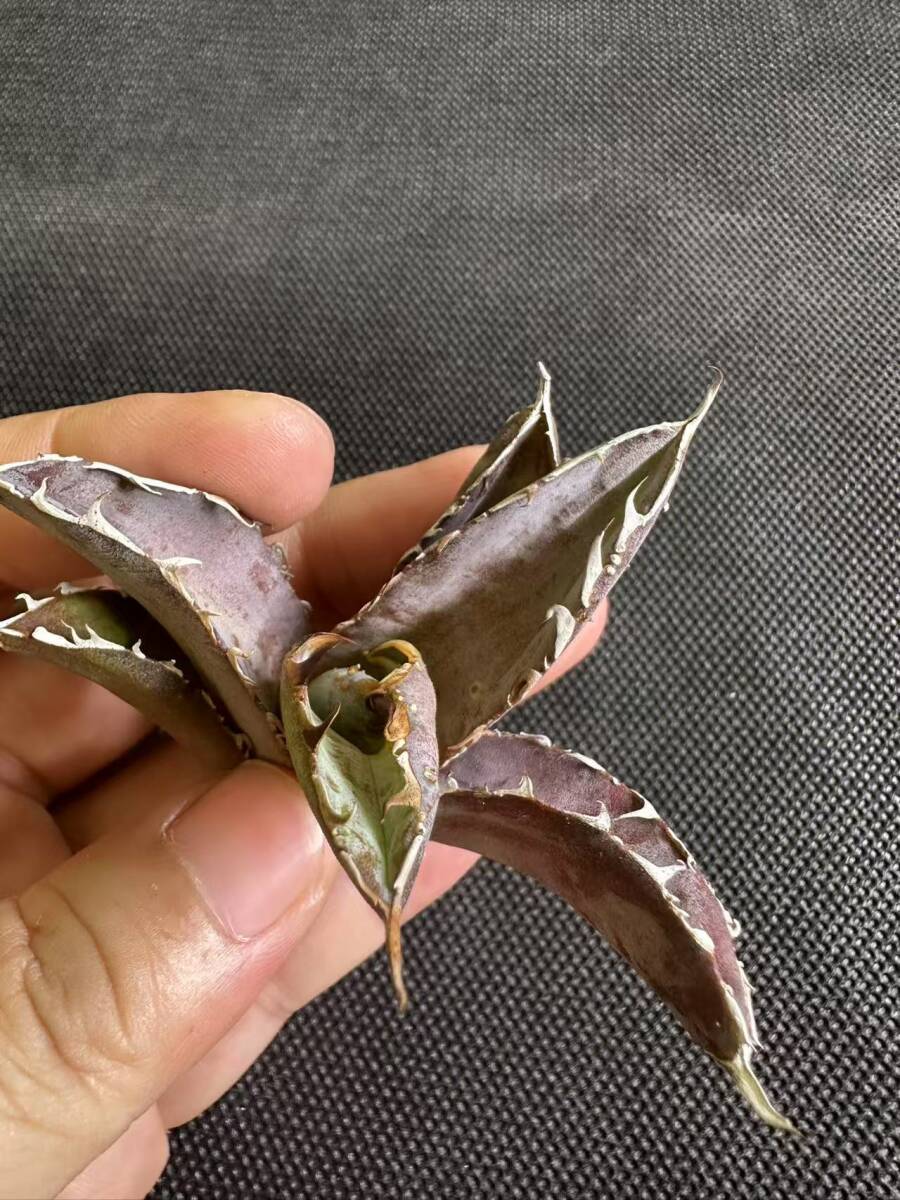 C19多肉植物 アガベ チタノタ ブラックアンドブルー(惡魔BB C19多肉植物 アガベ チタノタ ブラックアンドブルー(惡魔BB