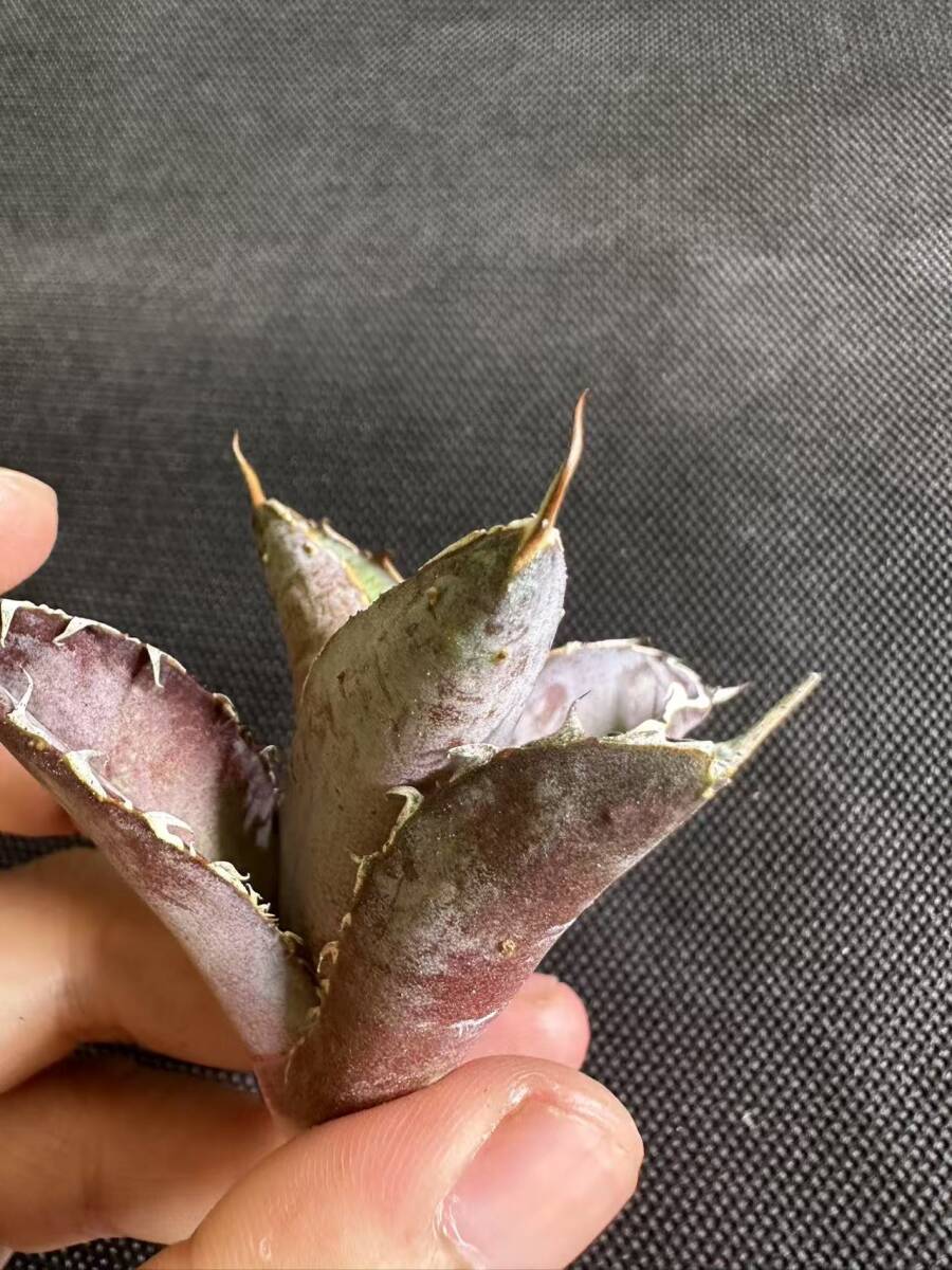 C19多肉植物 アガベ チタノタ ブラックアンドブルー(惡魔BB C19多肉植物 アガベ チタノタ ブラックアンドブルー(惡魔BB